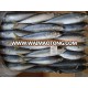 Frozen sea food Mackerel fish exporter