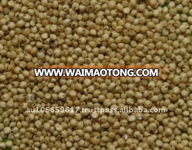 Sorghum White