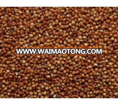 Sorghum red